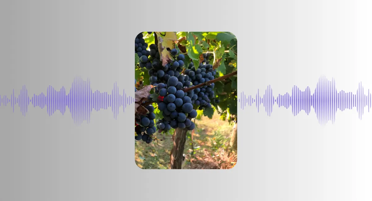 🎙 Saga "Plus belle la vigne" - épisode 5 : les vendanges