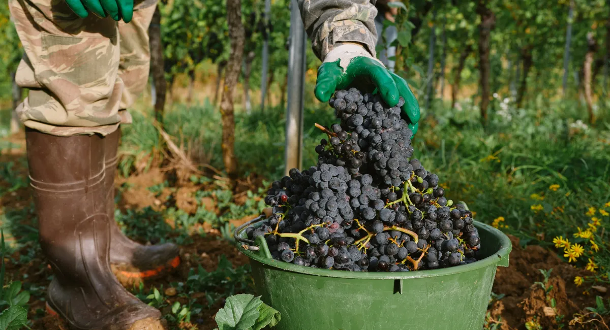 La biodynamie à leurs façons