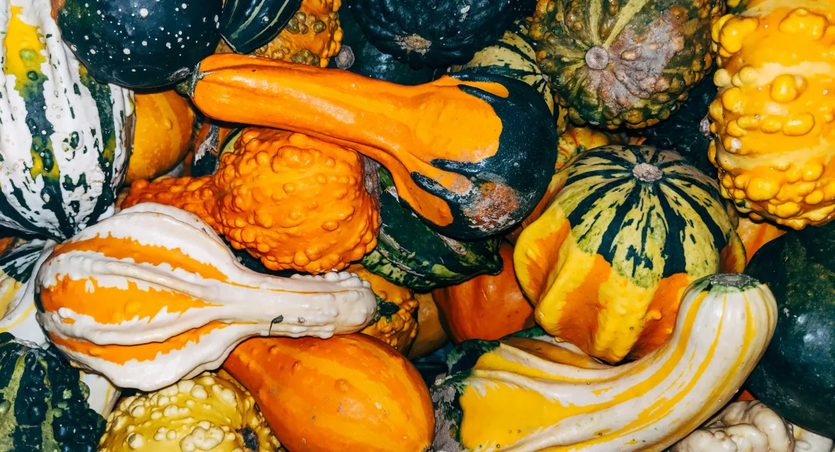 Top Halloweenesque - Courge toujours!